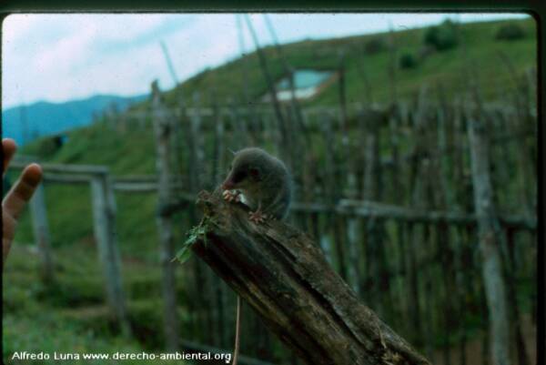 Achupallas Cordillera del Condor