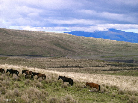 Páramo Andes Ecuador